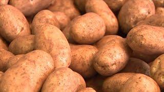 Farmers warn of 30 per cent potato price increase