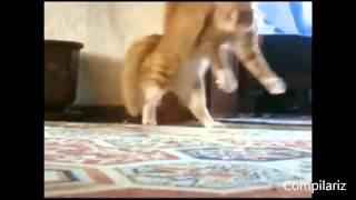 The Best Dancing Cats Ever Compilation -  Funny Daning Cats Compilation Youtube 2014