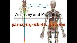 Parasympathetic Nervous System: REST AND DIGEST