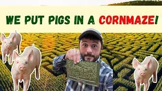 We put pigs in a CORNMAZE