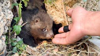 Shocking!  Two adorable bear cubs  suddenly broke into my house and decided to stay. 