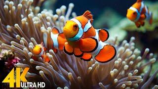 Aquarium 4K VIDEO (ULTRA HD)  Beautiful Coral Reef Fish - Relaxing Sleep Meditation Music #117