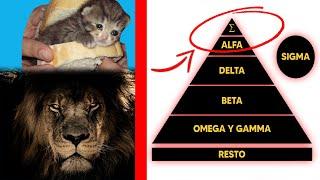 ¿Cuál Eres Tú?  ALFA BETA OMEGA SIGMA GAMMA DELTA (La Guía Completa)