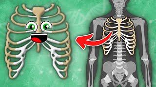 I Am YOUR Rib Cage! | Human Rib Cage Song | KLT Anatomy