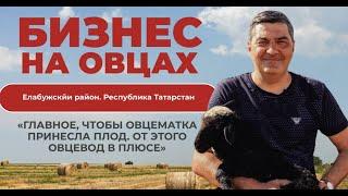Овцеводство как бизнес для начинающего фермера / История успеха из Татарстана
