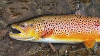 Possible brown trout fishing restrictions going in next year after declining population in Colorado