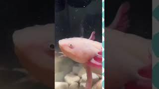 Аксолотль Луня на Видели видео #аксолотль #axolotl #виделивидео #первыйканал #axolotls