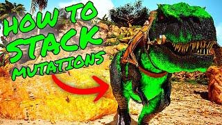 How To STACK MUTATIONS in Ark Survival Ascended! ASA MUTATIONS/BREEDING GUIDE!!!