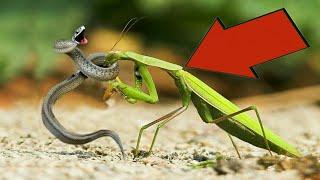 Praying Mantis Attacked the Snake! Predators Vs Snakes