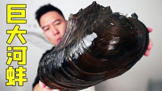 The mussels become fine?! Can a giant clam weighing more than 6kg bite?