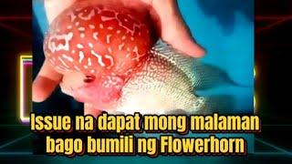 know the Issue before buying Flowerhorn