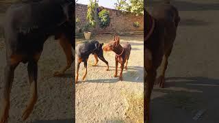 Doberman Dog official vopari  please Subscribe  my fair 