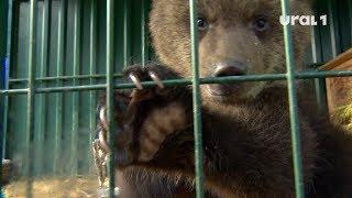 Карен Даллакян берётся за спасение тюменских медвежат