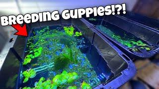 Guppy Breeding Farm!?! (Cheap DIY)