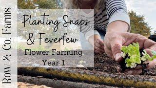 Planting Snaps and Feverfew | FLOWER FARMING YEAR 1