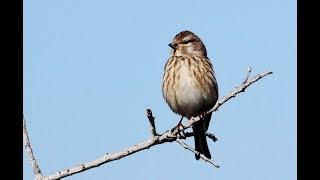 Common linnet (Carduelis cannabina) Τσακροσγάρτιλο , Φανέτο - Cyprus