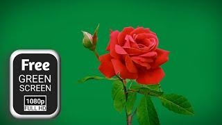 Rose flower green screen | rose green screen | flower green screen