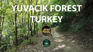 [4K] Yuvacık, Turkey | Embracing #naturewalk The Joy of #morning Walks in the #forest