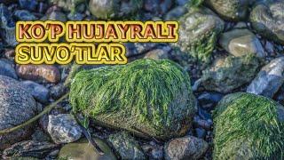 KO'P HUJAYRALI SUVO'TLAR | КЎП ҲУЖAЙРAЛИ СУВЎТЛAР.