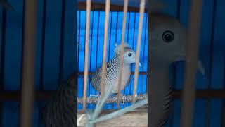 Ada jambulnya, perkutuk songgo ratu #perkutut #ratu #king #birds #animals