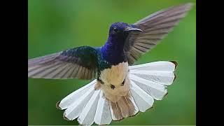 Beautiful White-necked Jacobin #birds #endemicbirds #beautifulbird #nativebirds