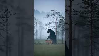 Дружба между медведем и волчицей 