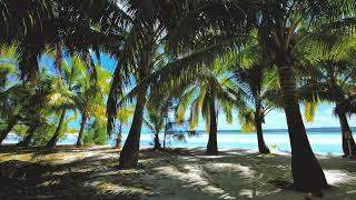 4K Relaxing Beach and Palm Trees with Waves