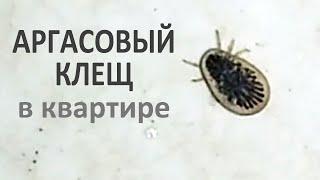 Аргасовый клещ (или персидский, или раковинный) в квартире, где на окне находилось голубиное гнездо