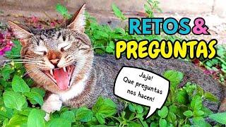 ¿Porque los DivertiCats tienen VOCES?RETOS y Preguntas con mis 7 GATOS! Pte#1