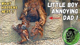 Annoyed Dad Gets Rough With His Baby Son #orangutan #animals
