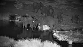 The Resident Crocodile Attacks the Elephants at the Waterhole
