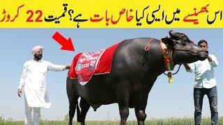 Dunya ka sab se mehnga bhainsa | Most expensive bull in the world | Super Bull Sultan