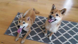 Shiba Inu Puppy Spending Weekend With His Best Friend