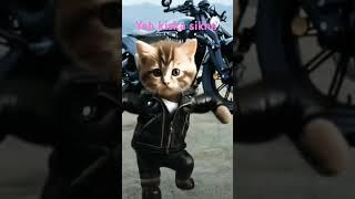  love | little kitty | #trending #love #kitty @YK Entertainment @kitten