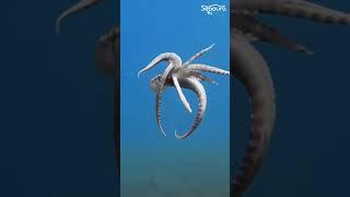 #animals #cute  #octopus  #shark #crocodile #transformations #trending #after & before #short video