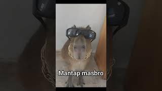 Top 5 masbro (capybara) #meme