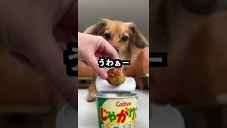 愛犬にじゃがまる作って食べさせてみたww