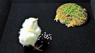 PACMAN FROG EATING LITTLE CHICK ALIVE