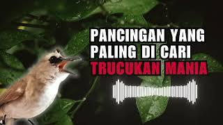 Pancingan Trucukan paling dicari || Burung Trucukan 2024