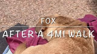 Cute Dog FOX 4 Mile Walk...what was she thinking!!