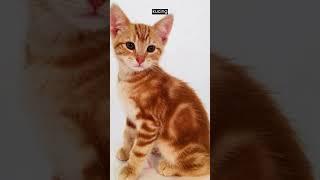 YANG MANA TIPE KUCING ORENMU? | ORANGE TABBY