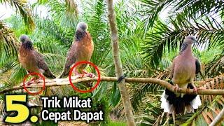 Cara Mikat Burung Tekukur Agar Cepat Dapat