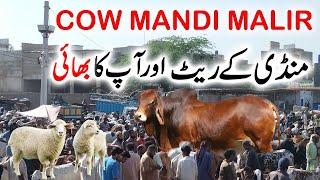 Cow Mandi Malir 2023: Latest Update and Tour | Best Cows for Qurbani | Must Watch!