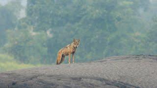 Majestic Indian Grey Wolf in Action (भेड़िया)