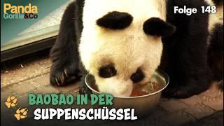 Panda Bao Baos seniorengerechtes Frühstück im Zoo | Panda, Gorilla & Co.