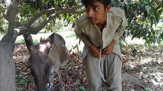 Man With His Donkey || OMG 2021