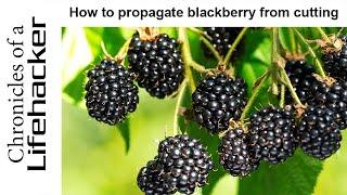 How to propagate ( multiply ) blackberry from cuttings