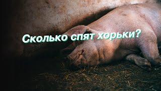 Сколько спят хорьки?