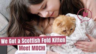 Family of 5 Welcomes Home the Cutest Ever Scottish Fold Kitten, We Named our Cat Mochi