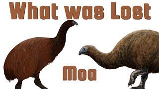 Moa - The Giant Flightless Birds of New Zealand - What Was Lost Ep.15